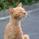 ������A�A�J�����Ă��́H�Ƃʂ���т��Ă��܂������Ȃ��炢�A�����ѕ��݂Ƃ��ׂ��葫���������肾���ǁA���̔L�̓I�X�ł��B