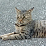 ��A���񂩂�́u�Ђ߁v�ƌĂ΂�Ă��܂��B���̃y�[�W�ɂ͂��Ȃ����ǁA�Ύq���ĔL�̂��ꂳ��ł��B���l�e�q�ł���