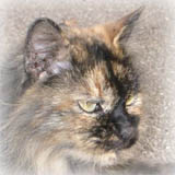 �a�C������A�ƂĂ����C�ł�