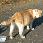 ���ꂳ��͂ւ�Ȗڂ������Ă����̂Łu�ւ�Ȃ����v�A��������͂��t�����̎����Ă����L�̖��O���Ƃ��āu�x���P�C�v�ƌĂ�ł��܂����B�Ȃ̂ŁA�q�L�͂���Ȗ��O�c���Ձc