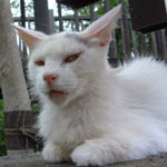 �S�q�����������ĂĂ���܂����B�����ł��q��Ē��������ł��B�������ꂿ����Ă��ł��ˁB�ق�Ƃ͂��������ꂢ�ȔL�Ȃ�ł����ǁc