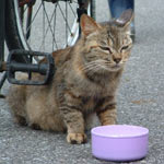 ���̎�̐F�̔L���������������ς����č��������Ⴄ��ł���ˁ[�B�Ȃ��Ȃ����킢������`�F�b�N�I�ł�