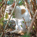 ���ɍs�������A���̔L�͂��܂���ł����B�ǂ����痈�āA�ǂ��֍s�����̂ł��傤�c