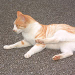 �Q�ꂩ�痣��Ăۂ�ƂP�C���܂����B�̂Ă�ꂽ�̂��Ƃ���΁A�Q��ɓ����������m���ɂ��тɂ�����Ă�����ł����ǂˁc