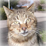 2002�N10���A��ʎ��̂ŖS���Ȃ�܂����B�҂�����[�i�����j