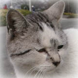 �q�L���Y��ł��̂܂܁c�Ƃ������Ƃ炵���ł��c�i���j