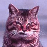 ����Ȋ炵�Ă邯�ǋ�������D���ł��B���킢����ł�