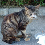 ���������������Ă邯�ǁA�_�j���Ĕ����Ă�����ۂ��̂��S�z�B�܂����򂩂Ȃ��c