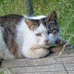 ���̓~�A�R�C�̎q�L���݂�ȖS�����Ă��܂��܂����B����Ō��C���Ȃ��A�Ƃ����b�ł�