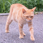 �ЂƂ��炵�̒��������Ё[�����ł����A�I�X�L�Q�C�������z���Ă��Ăɂ��₩�Ȗ����ɂȂ����悤�ł�