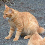 ���N�S�C���܂ꂽ�����̗B��̐����c��B�~�ɂ͂����Ɩт����R���R�ɂȂ�܂�