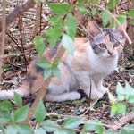 �R�C�Ƃ���������H�ׂ܂����B�ق�ƁA�����Ɉ���Ăق������̂ł�