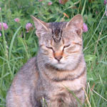 ���u���u�Ȃ̂ł����A���܂ɃN�[�����Ɏז�����Ă��܂�