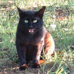 �����P�C�̍��L�B�ł��A���������݂́u�N���i�{�u�j�v�ł͂Ȃ���ł���ˁ[