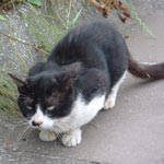 �����̒��ł͕�炵�Ă��Ȃ��悤�ł��B�ǂ��̔L�Ȃ񂾂낤�c