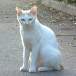 ��������͂����́u�҂��v�̂�������ł�����̂ł͂Ȃ����A�Ǝv���Ă܂��B������ٕ�o���ł���