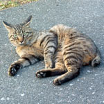 �̂Ă�ꂽ�����A����񋃂��Ȃ��炲�т�H�ׂ��̂ł���Ȗ��O�ɂȂ�܂����i�΁j