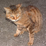 �����Ȃ����ĂĂˁA�ŏ��́u�j�q���v�ƌĂ�ł܂����i�΁j�B��������D���ŁA������^�����ɂ���̂����킢����ł���