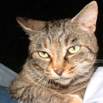 �̂̂�����͌Q�ꂩ�痣�ꂽ�΂݂ŕ�炵�Ă��܂��B�ł��A�ĂԂƏo�Ă��Ă΂��΂��H�ׂ܂�