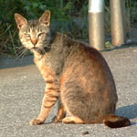 ��H���Ȃ񂾂��ǃX�}�[�g�ł��B�������������Ȃ�ƁA�ꖱ�Ƃ̂قق��܂����������i���y���߂�͂��ł��i������ҁI�j