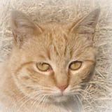 ���̌�q�L���Y�݁A�Q�C�����ďE���Ă����܂����B�悩�����ˁI