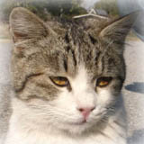 �\�ł͓�������������Ă�Ƃ���ɉ������ꂳ�񂪘A��čs�����̂ł͂Ȃ����A�Ƃ̂��ƂŁc�i�{�j