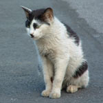 �ꏏ�Ɏ̂Ă�ꂽ�L�͂��Ȃ��Ȃ����Ⴂ�܂����B�����͂Ƃ��Ă����ꂢ�ȔL��������ł����ǂ˂��c�ł������q�ł�