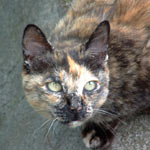 ���̔L���S�q�̑㗝��ł����B���͂Q�C���q��Ē��B����΂��Ăق�����