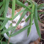 �܂��܂��l�ɂ͓��Ă��Ȃ��炵���A�΂݂���o�Ă��Ă���܂���ł���