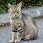 �����Ă����̂悤�ɁA�\�[�Z�[�W���΂��΂��H�ׂ�@���q�ł���܂���