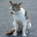 �Ȃ�Őꖱ�����Č����ƁA������ƈ̂����Ȋ�����Ă��邩��c