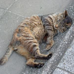 ��A���񂽂��Ƀt�@���̑����L�ł��B�����͂Ȃ����u�{���v�ƌĂ�ł��܂��i�{���Ɏv�����Ŗ��O������l�����ł��j