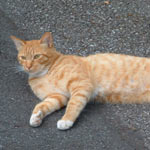 ���̎q�����ꂳ��͈Ⴄ���ǃ{�X�̎q�ł��B�Z��͎��񂶂Ⴂ�܂����c�B����ς���`�ł��ˁB���Ȃ݂ɂQ�C�Ƃ����N���Z��̎q�L�����܂ꂽ�����ł����A�܂��������Ă܂���