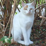 ���x���Љ�Ă��鋎�N���܂ꂽ�S�q�����B���e�𑊎����Ŏ����܂������A�P�C�������邱�ƂȂ����C�ł�