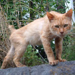 �₹�����̓}�������A�G�����������₹���ۂ��ł��c�B����΂��I