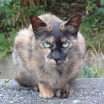 ��͎��Ă邯�ǁA���炾�̖т̐F�͑S�R�Ⴄ��ł���