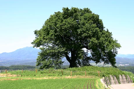 ���̐Ί_���������A���ăJ�����}���͓{���ł�����ǂ˂��c���ɂƂ��Ă̓h���}�Ɏʂ��Ă����Ί_�Ȃ̂ł�������������i�΁j