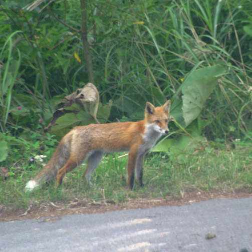 �Ȃ̂ŁA�N���b�N���Ă��傫���Ȃ�܂���B���߂�ˁ[